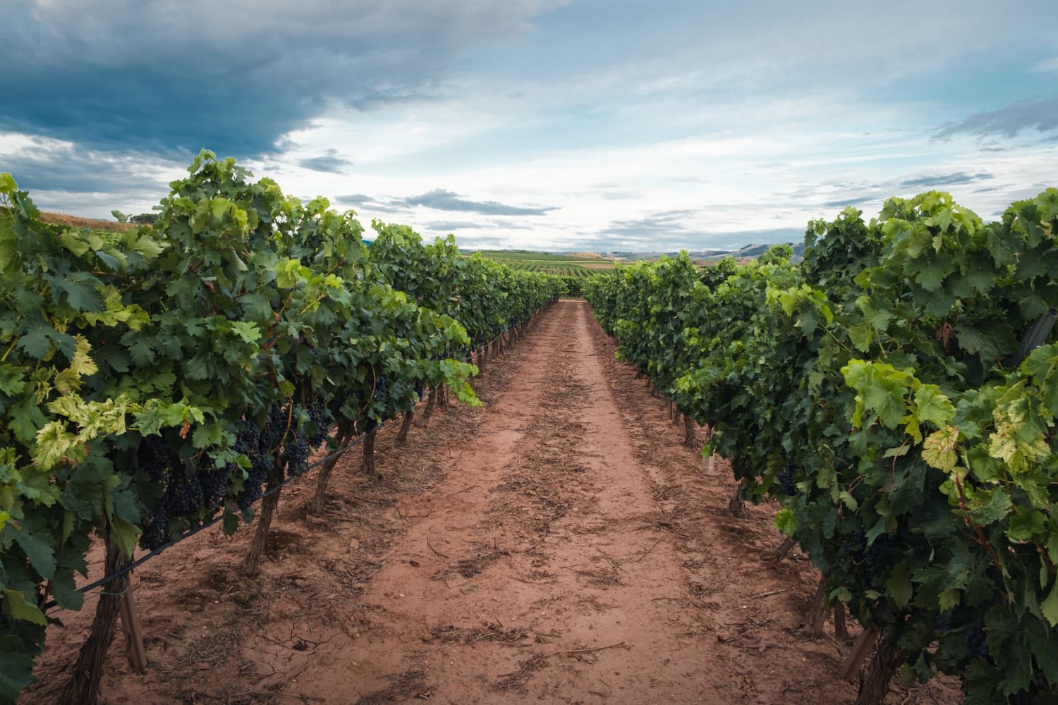 Paisaje de olivar español al amanecer - Mi Campo Gestión Agrícola